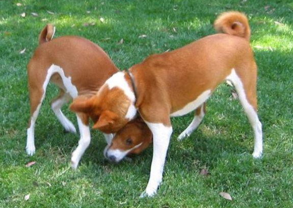 巴仙吉犬的起源和历史
