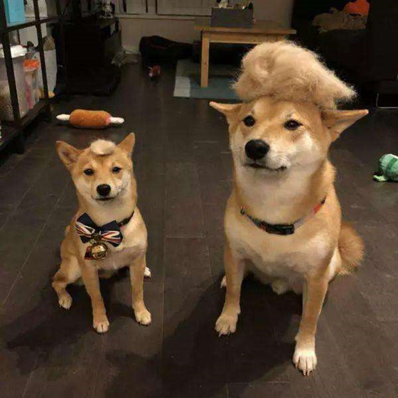 柴犬是什么品种