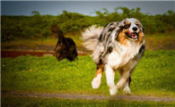 澳大利亚牧羊犬聪明吗
