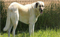 安娜图牧羊犬的起源和历史