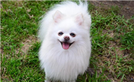 博美犬是小型犬吗