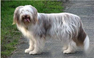 迷你贝吉格里芬凡丁犬多大产仔