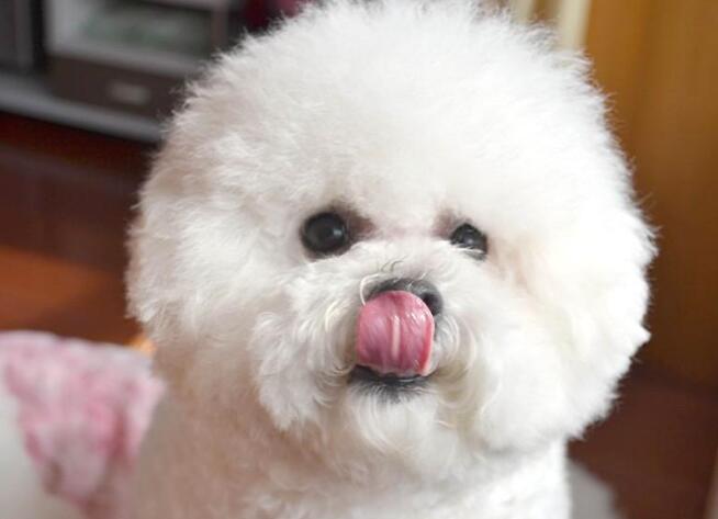 比熊犬的原产地在哪里 比熊犬的原产地在哪里