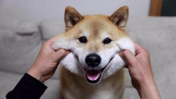豆柴犬和柴犬区别