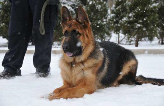 德国牧羊犬吃多了吐了怎么办
