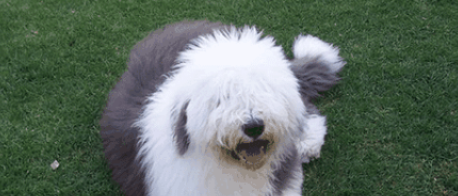 澳大利亚牧羊犬的体重大约是多少