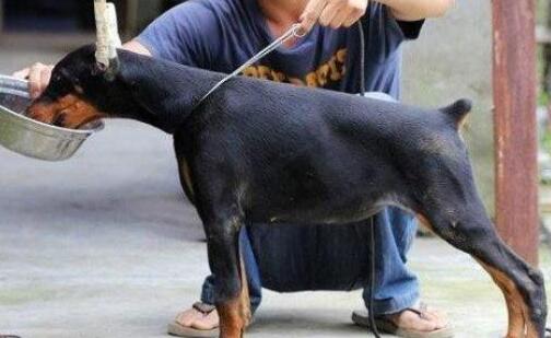杜宾犬怎么训练才听话 杜宾犬怎么训练才听话