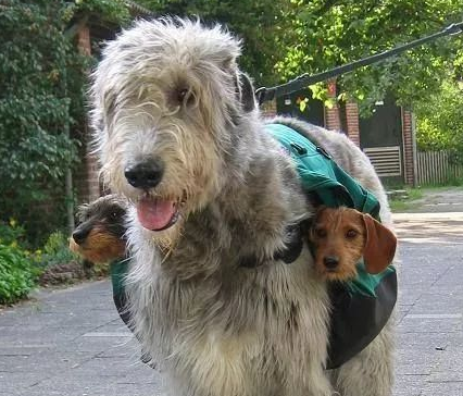 爱尔兰猎狼犬的体重大约是多少 爱尔兰猎狼犬的体重大约是多少