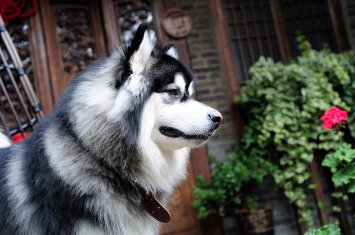 阿拉斯加雪橇犬的毛色有几种