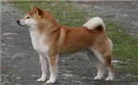 柴犬有攻击性吗