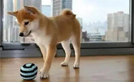 佛山柴犬哪里有卖