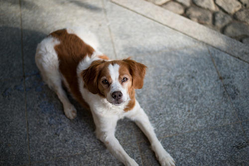 不列塔尼猎犬多大产仔