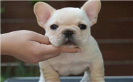 法国斗牛犬有小方体么