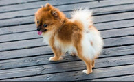 养博美犬注意事项