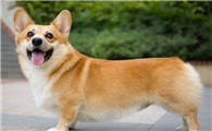 怎样训练柯基犬
