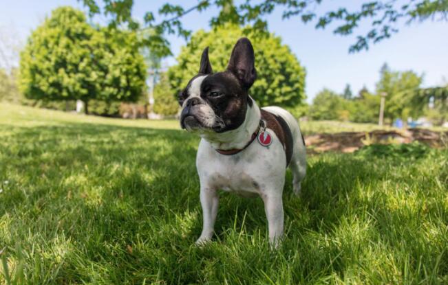 波士顿梗的用途是什么-宠物网问答