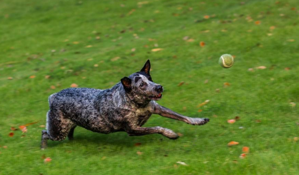 澳大利亚牧牛犬一天吃几顿 澳大利亚牧牛犬一天吃几顿