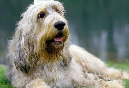 奥达猎犬的原产地在哪里