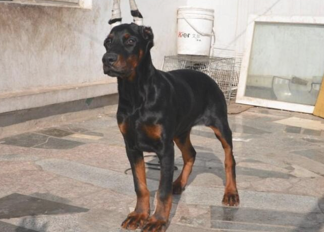 杜宾犬吃多了吐了怎么办 杜宾犬吃多了吐了怎么办