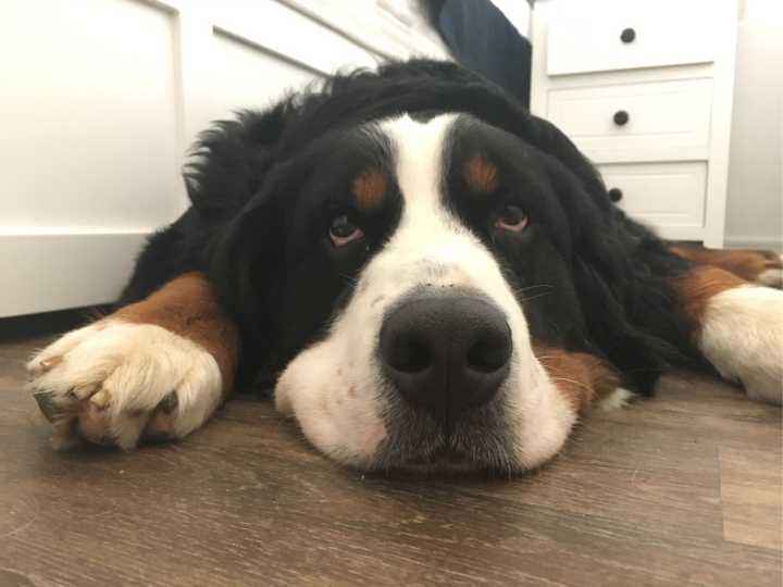 伯恩山犬的起源和历史