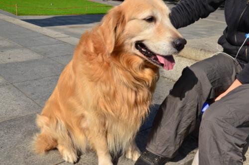 金毛犬的体重大约是多少 金毛犬的体重大约是多少