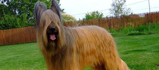 伯瑞犬的原产地在哪里