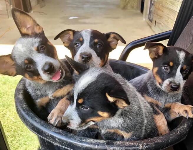 澳大利亚牧牛犬聪明吗 澳大利亚牧牛犬聪明吗