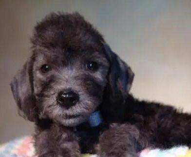 养贝灵顿梗注意事项