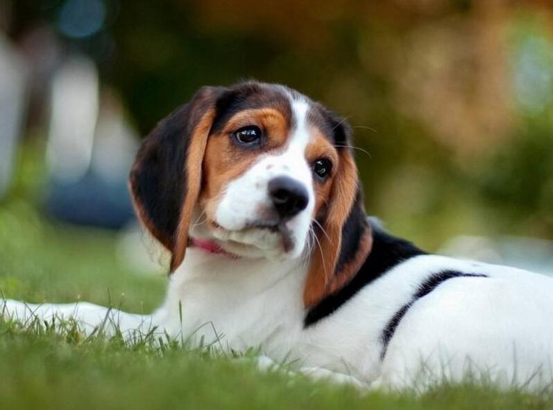 比格猎犬喜欢什么