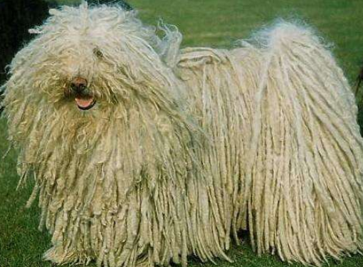 波利犬吃多了拉稀怎么办
