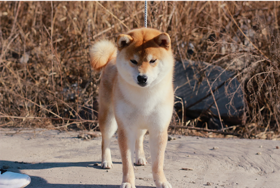 柴犬需要训练什么 柴犬需要训练什么