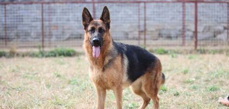 德国牧羊犬一天吃几顿 德国牧羊犬一天吃几顿