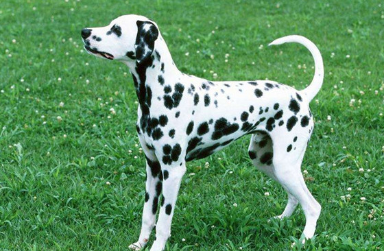 大麦町犬的毛色有几种