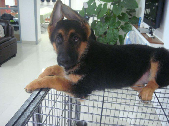 德国牧羊犬窝咳吃什么药最好 德国牧羊犬窝咳吃什么药最好