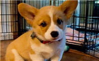 柯基犬是什么国家的