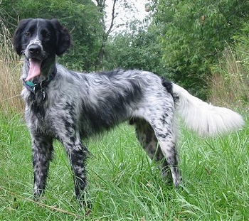 大型明斯特兰德犬怎么选,先把握好这些要点 大型明斯特兰德犬怎么选,先把握好这些要点