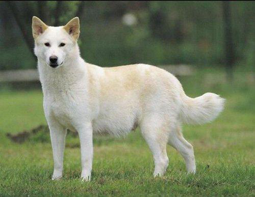 第一次养卡南犬,可以从这几点来挑选 第一次养卡南犬,可以从这几点来挑选