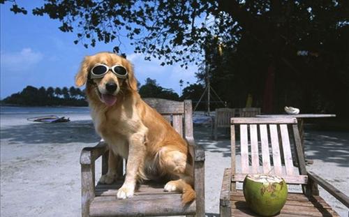 金毛犬窝咳吃什么药最好 金毛犬窝咳吃什么药最好