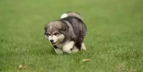 怎么判断阿拉斯加雪橇犬得了什么病