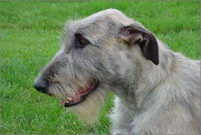 爱尔兰猎狼犬的毛色有几种