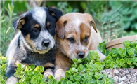 澳大利亚牧牛犬的用途是什么