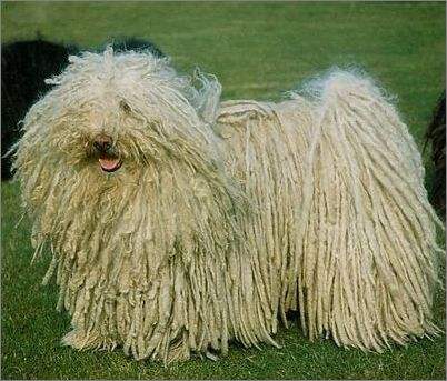 波利犬如何训练
