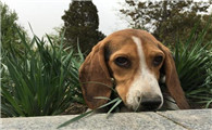 比格猎犬不能吃什么