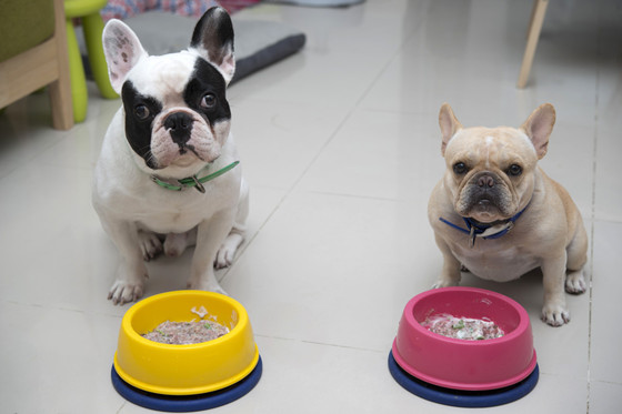 法国斗牛犬吃多了吐了怎么办