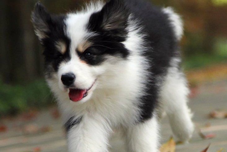 边境牧羊犬的用途是什么 边境牧羊犬的用途是什么