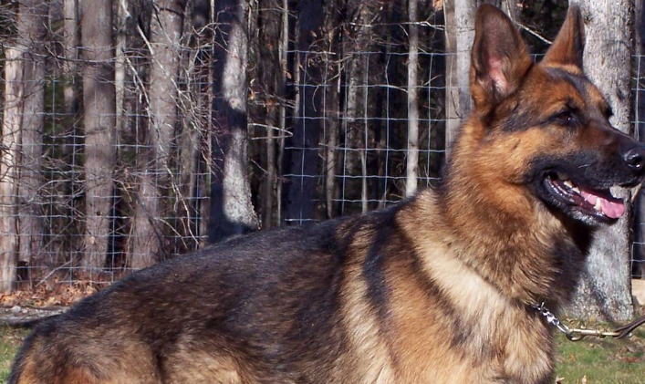 老百姓俗称黑背,狼犬,德国狼犬,德国黑背,学名德国牧羊犬,简称德牧