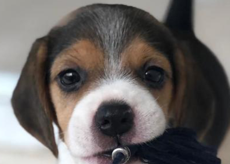 比格猎犬的毛色有几种