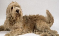 奥达猎犬的性格外貌特征