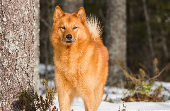 想要挑选到一条称心如意的芬兰猎犬，原来有这么多窍门！