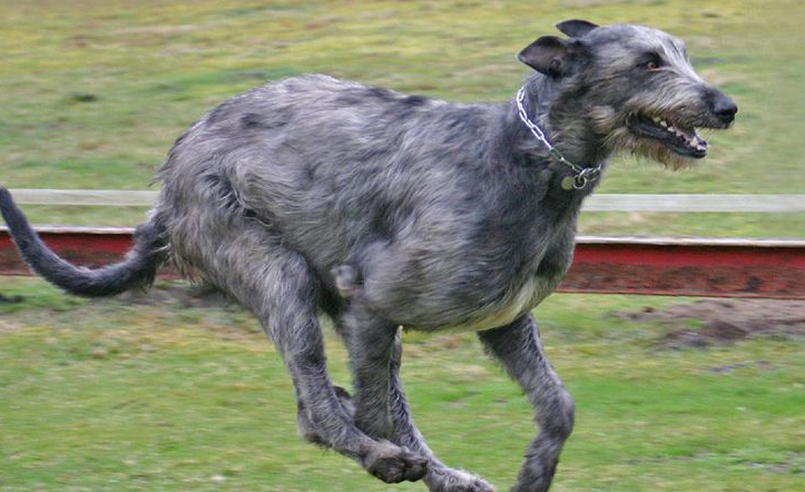 愛爾蘭獵狼犬聰明嗎